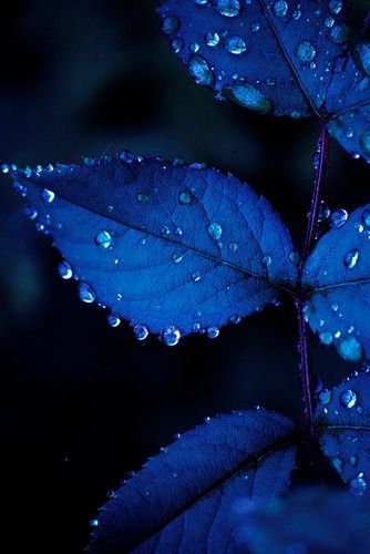 Royal Blue Midnight Blue Dark Blue Aesthetic Wallpaper