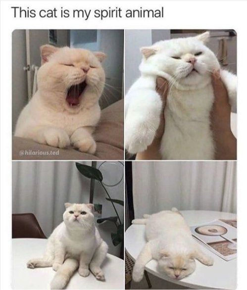 Pin By Tessa Hoppenfeld On Cute Stuff Cute Animals Funny Animal