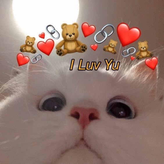 dp-cute-cat