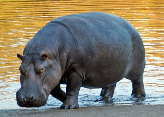 Hipopótamo. Animales Asombrosos Hipopótamo. Animales Asombrosos