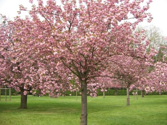 Cherry Trees In Parc De Sceaux La Douce France Pinterest