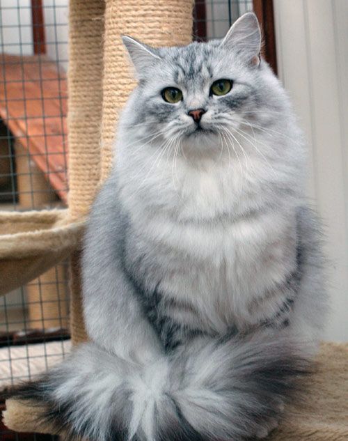 Best Images Ideas About Siberian Kitten Most Affectionate Cat Breeds Catsdiylitterbox Races De Chats Chat Race De Chat Affectueux Best Images Ideas About Siberian Kitten Most Affectionate Cat Breeds Catsdiylitterbox Races De Chats Chat Race De Chat Affectueux