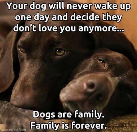 This Is Why I Love My Dog So Much Dogs Quotes Dogs Dog Quotes I Love