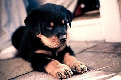 Exceptional Funny Dogs Information Are Offered On Our Web Pages