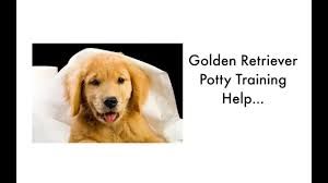 Pinkwinged Credit Puppies Cute Baby Animals Cute Animals