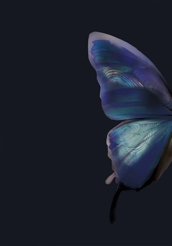 Atmospheric Butterfly Background Poster