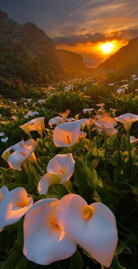 Calla Lily Valley, Big Sur