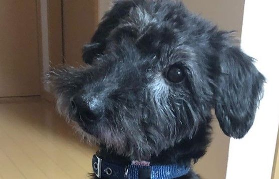 pics Terrier Mix Breeds Pictures pinterest