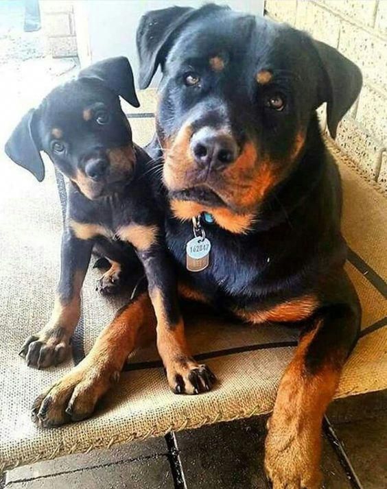 Rottweiler Loving Confident And Loyal Rottweiler Puppies