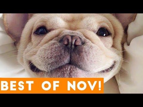 Most Watched Funny Animal Videos Talking Dog Talking Dog Video