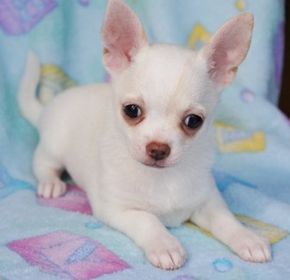 Buttons Is A Lavender Chihuahua 8 Weeks Old Cute Chihuahua