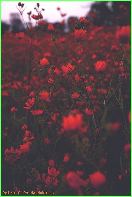 Red Aesthetic Wallpaper Dark Red Wallpaper Black Aesthetic Wallpaper Red Wallpaper