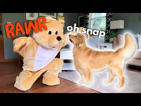 Pranking My Dog With Bear Costume Youtube Bear Costume Teddy