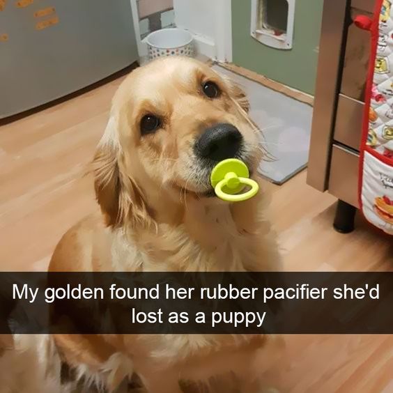 Funny-Dogs-Photos-Snapchats