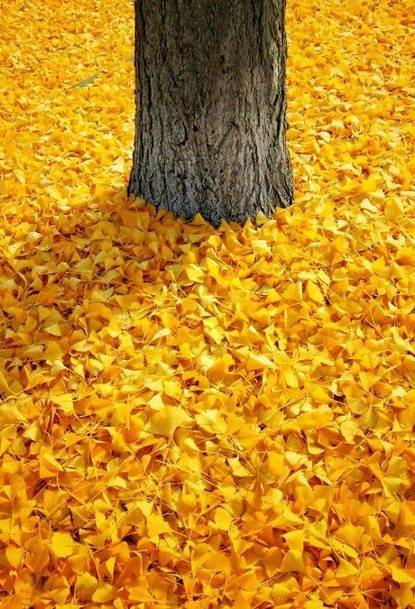 1400 Yillik Ginkgo Agacinin Budist Tapinaginda Olusturdugu Sari Deniz Sari Sonbahar Sahne Budistler