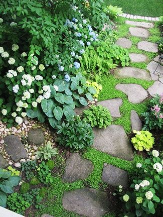Sedum succulent plants between stone stepping stones in garden ...