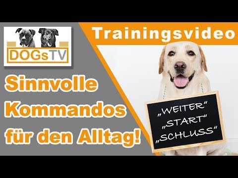 Hundeerziehung 4 Sinnvolle Kommandos Fur Den Alltag Mit Hund Hundetricks Richtig Nutzen Youtube Hundeerziehung Hundetricks Welpen Erziehen