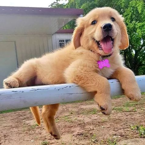 Pin By Ana Maria De Mejia On Bordado Y Demas Dogs Golden Retriever Cute Dogs Puppies Pin By Ana Maria De Mejia On Bordado Y Demas Dogs Golden Retriever Cute Dogs Puppies