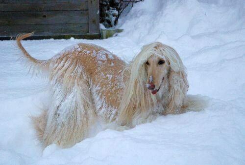 Afghan Hound Facts Afghan Hound Afghan Hound Puppy Hound Dog
