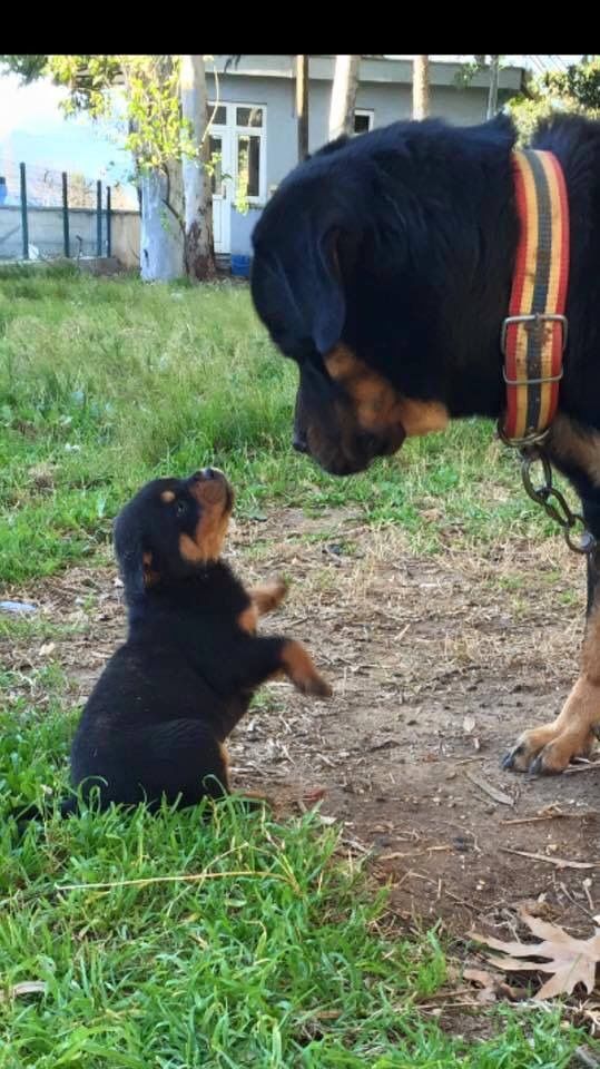 And Then What Happened Rottweiler Dogs Rottweiler Puppies