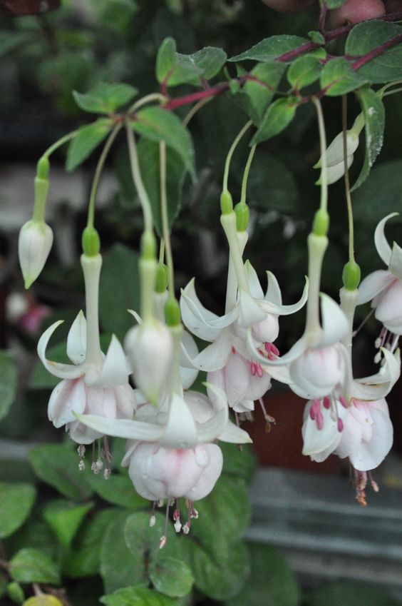 roes-flowars