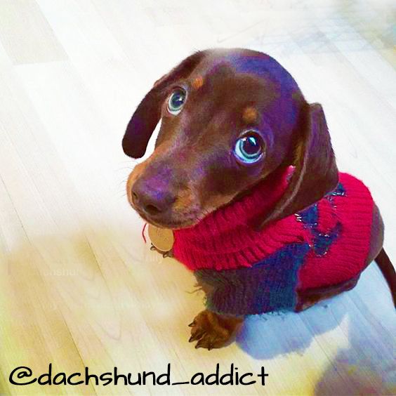 Cute Dachshund Puppy Sausage Dog Dachshund Puppy Doxie Weiner Dog
