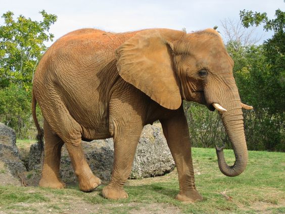 Photo Of Elephant - Download Free #Photo #Of #Elephant in 2880x1800, 2560x1600, 1920x1200 and in all resolution to decorate your PC, Laptop or Phone at http://www.99hdwallpaper.com/elephant/photo-of-elephant.html