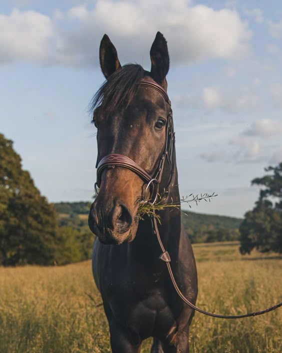 Equestrian Photographerโ Mariah Farmer Photography