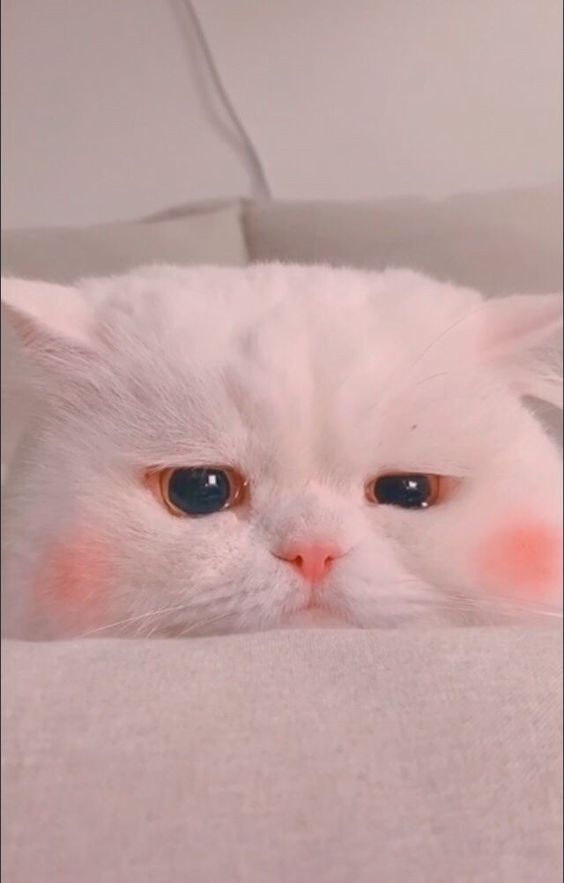 cat-dp