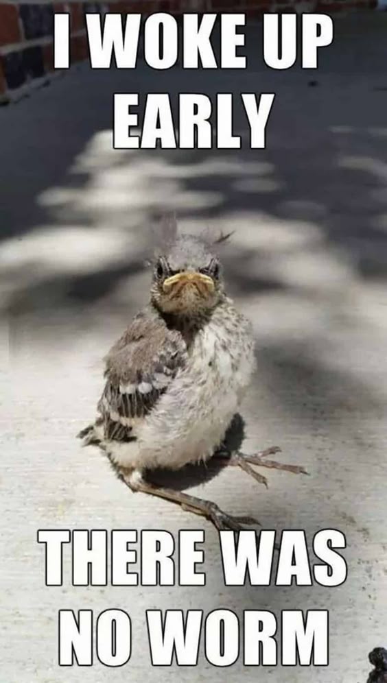 Funny Good Morning Memes - Thrifty Nifty Mommy
