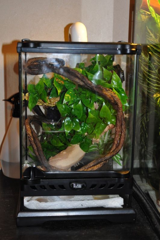 D.I.Y Humidifier Reptile Forums D.I.Y Humidifier Reptile Forums