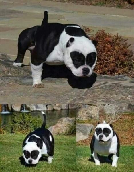 penis bulldog englez gâsca are penis