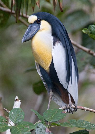 Boat-Billed Heron