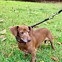 Beanie Weenie Tx Dachshund Adoption Pet Adoption Dachshund