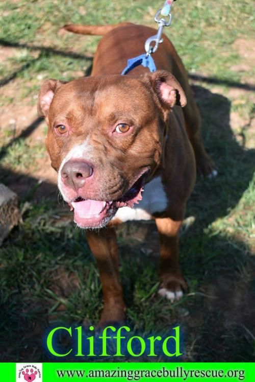 Adopt Clifford On Dog Pounds Dogs Up For Adoption Therapy Dogs