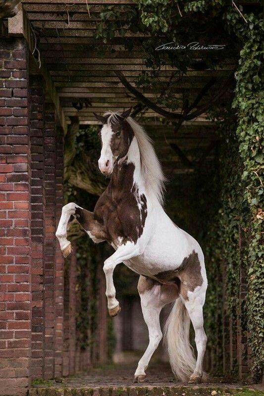 horse-photo