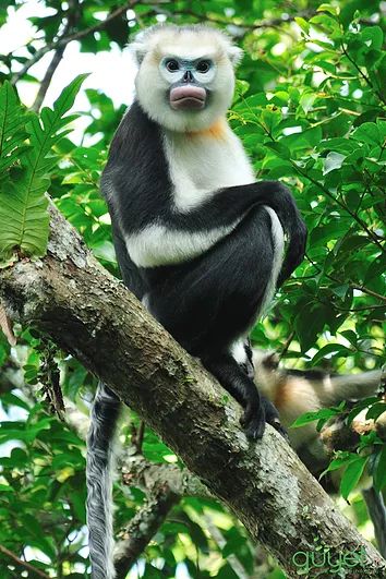 Tonkin Snub-nosed Monkey