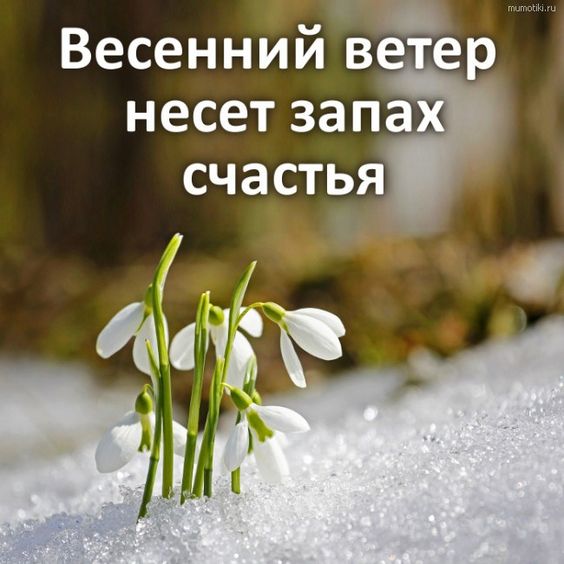 Весенний ветер несет запах счастья #весна #подснежники #природа #счастье #романтика