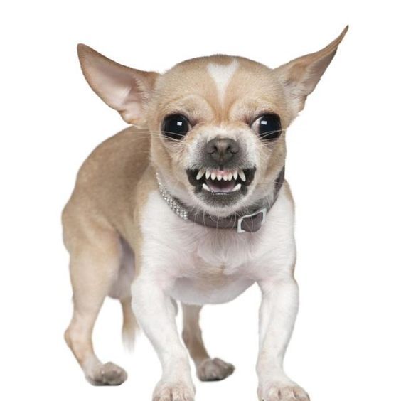 Study Shows Dog Genes Link To Behavior And Personality Dog