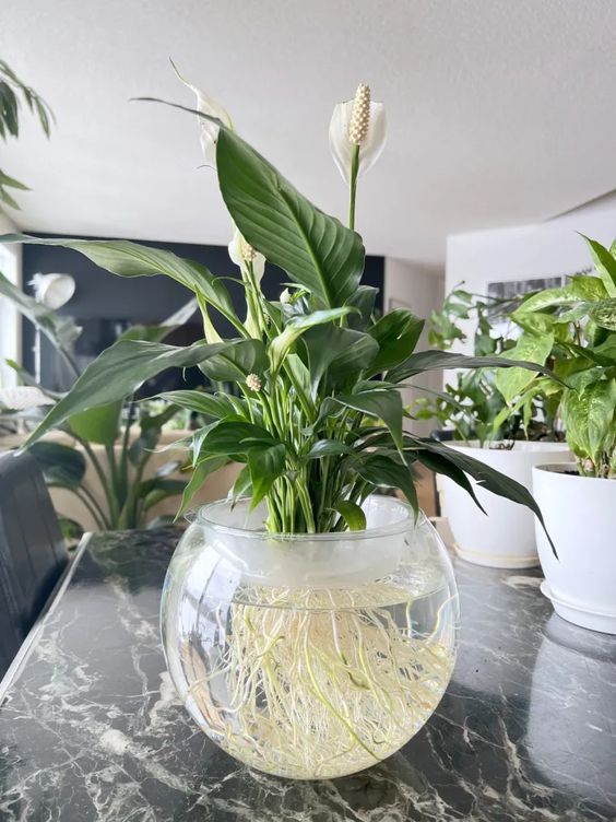 How to Transition a Peace Lily from Soil to Water Only - JayDeeMahs.com