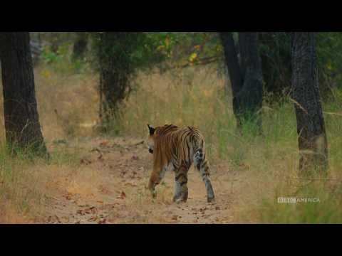 Watch Tiger Vs Peacock Dynasties Saturday At 9pm Bbc America Bbc America Bbc America