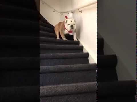 The Cutest Bulldog Coming Down The Stairs In Style Cute Bulldogs