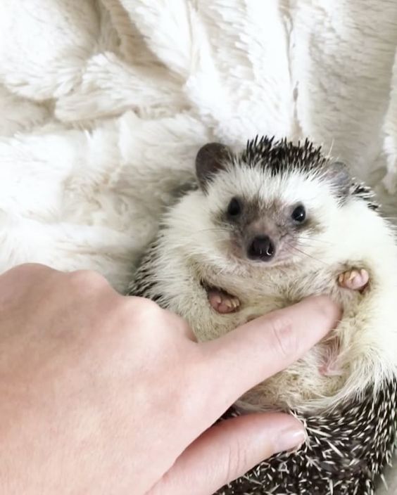 17.8 tis. To se mi líbí, 491 komentářů – Mr.Pokee the Hedgehog (@mr.pokee) na Instagramu: „how to un-grumpy pokee #magictrick“