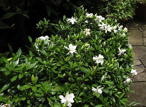 ヒメクチナシ かかしさんの窓 クチナシ 花壇 かかし ヒメクチナシ かかしさんの窓 クチナシ 花壇 かかし