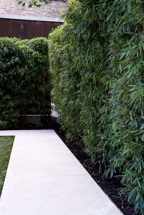haie vegetale pour brise vue en zone venteuse haie vegetale pour brise vue en zone venteuse