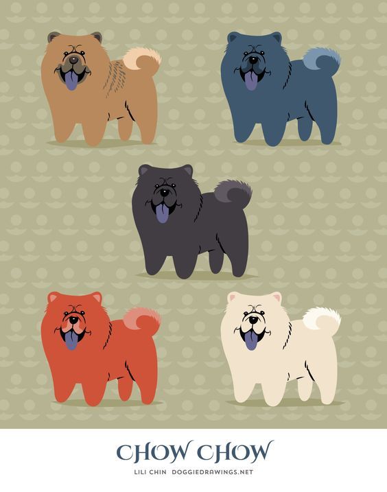 Chow Chow By Lili Chin From Dog Colors On Tumblr Dogtumblr Chow