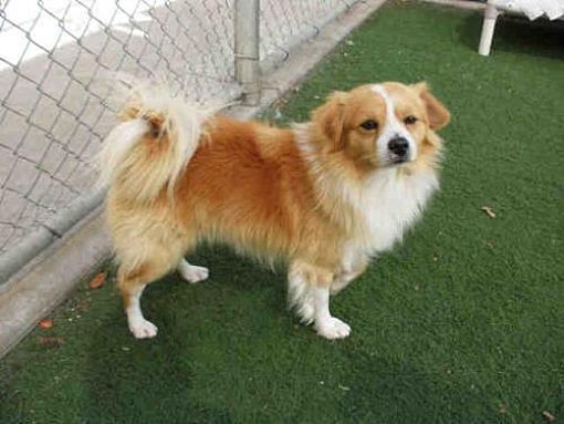 San Luis Obispo Ca Pomeranian Meet Peluchin A Dog For Adoption