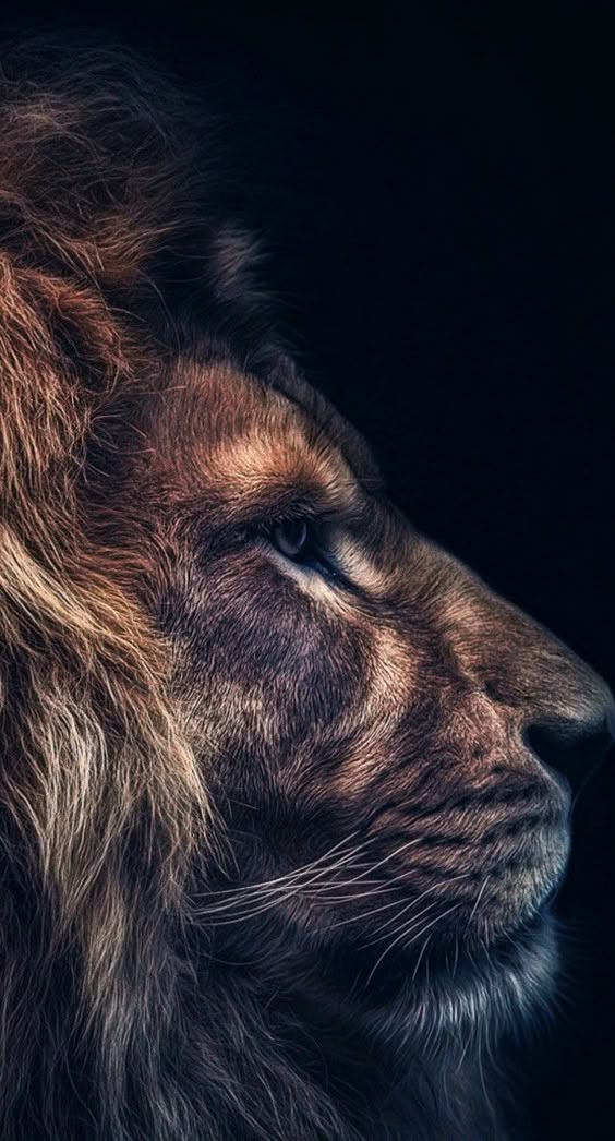 lion