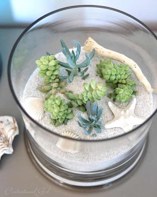 I Experimented With Some White Sand Poured Around The Succulents I experimented with some white sand poured around the succulents in soil in their containers to create a coastal version, adding a piece of driftwo… - I Experimented With Some White Sand Poured Around The Succulents