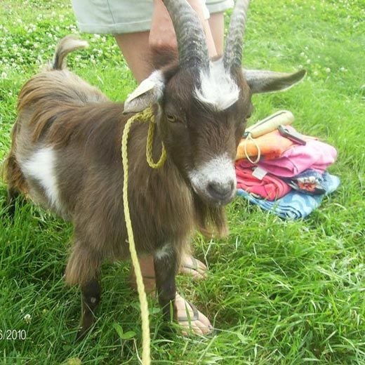 How Long Do Goat Take To Deliver 3 How Long Does Goat Take To Deliver To Australia Thinkervine